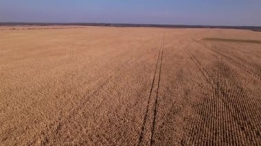 Kuru mısır tarlasında uçuyor, Ukrayna, Avrupa. Güneşli bir günde sonbaharın hava manzarası. Kurutulmuş mısır yetiştiriciliği, tarım sektörü