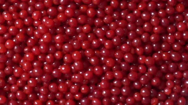 Harvest Red Viburnum Guelder Rose Close Top View Beautiful Texture — Video