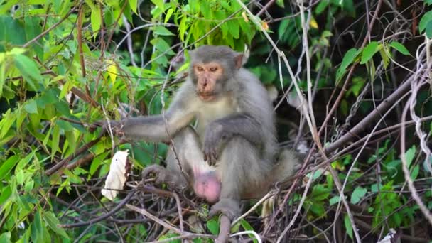 Wild Monkey Family Rainforest City Nang Vietnam Wild Monkeys Nature — Stock Video