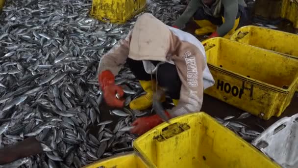 Kota Kinabalu Malaysia February 2020 Malaysian Workers Sort Freshly Caught — стокове відео