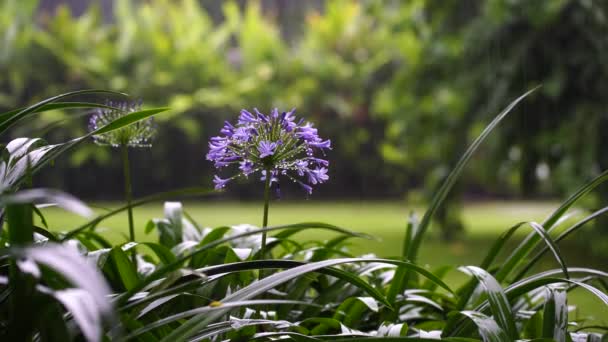 Agapanthus Praecox Kék Liliom Virág Trópusi Esőben Közelről Afrikai Liliom — Stock videók