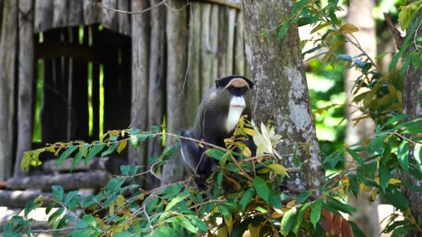 Brazza Nın Maymunu Doğadaki Ağaçta Vahşi Afrika Hayvanları — Stok video
