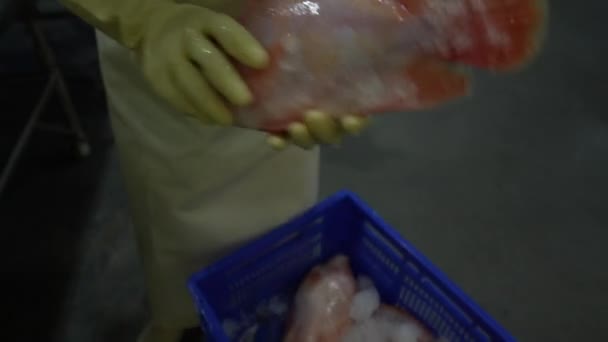 Vendedor Pone Pescado Fresco Hielo Supermercado Cerca Tailandia Pargo Rojo — Vídeo de stock