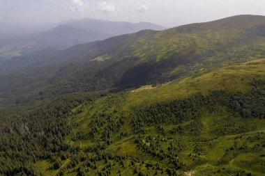 Green forest with fir trees and a meadow near mountain village Dragobrat, Western Ukraine, Europe. Beautiful nature of the Carpathian mountains on a sunny day in summer. Aerial drone shot landscape