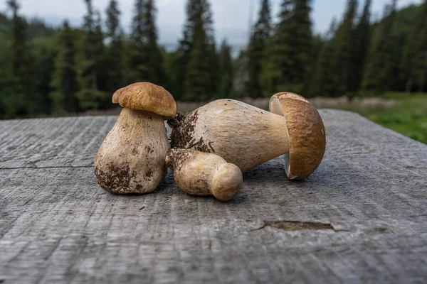 Three White Mushrooms Porcini Wooden Table Yard Mountain Village Carpathians — Stockfoto
