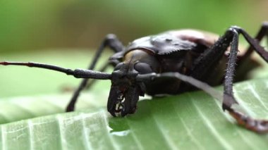 Tayland 'ın Koh Phangan adasından dev Fiji uzun boynuzlu böceği. Yaklaş, makro. Dev Fiji uzun boynuzlu böceği Xixuthrus kahramanları yaşayan en büyük böcek türlerinden biridir. Büyük tropikal böcek türleri.