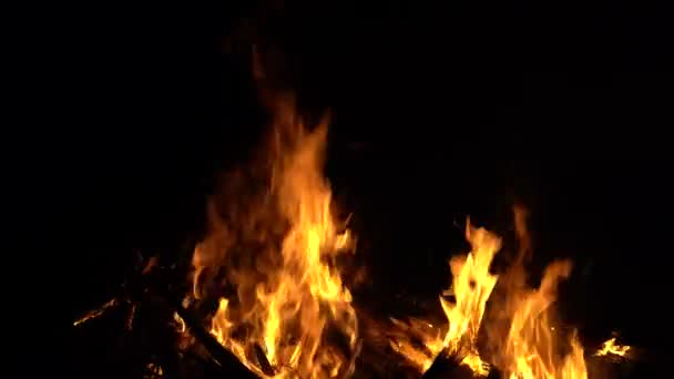 Φωτιά Καίει Δέντρα Νύχτα Φωτιά Που Καίει Έντονα Θερμότητα Φως — Αρχείο Βίντεο