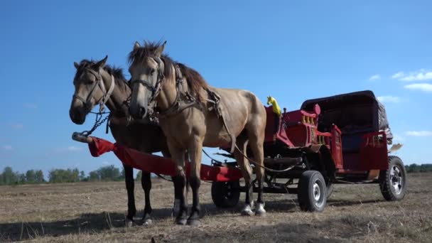 ウクライナ スラブタ市のエスノエコフェスティバルコロダルの間にフィールド上の2頭の馬とヴィンテージ戦車 — ストック動画