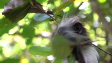 Vahşi kırmızı kolobus maymunu, Doğu Afrika, Tanzanya 'nın Zanzibar adasındaki tropikal ormanın dalında oturuyor.