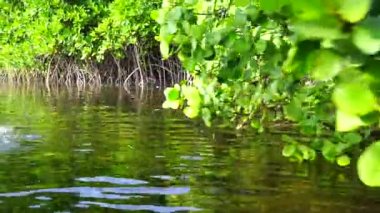 Tanzanya, Doğu Afrika 'daki Zanzibar adasında, deniz kenarındaki Mangrove ağacı. Doğa ve çevre kavramı