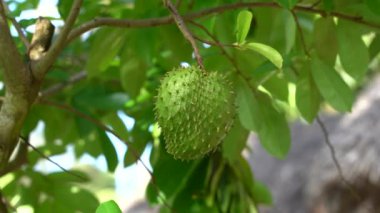 Yeşil taze tropik meyve Soursop veya Annona muricata veya Sirsak, hala Zanzibar, Tanzanya, Doğu Afrika 'daki ağaçta asılı duruyor.