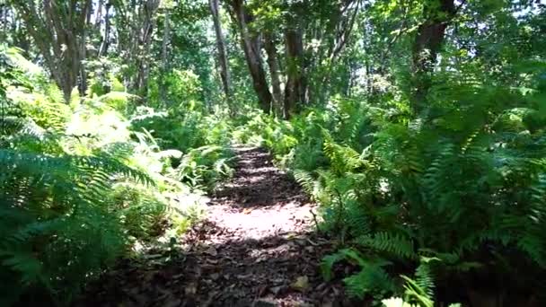 Yürüyüş Yolu Vahşi Yaşam Ile Orman Açık Güneşli Bir Günde — Stok video