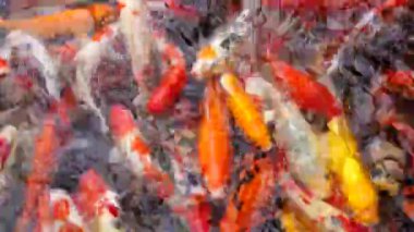 Bir grup Koi ya da jinli ya da nishikigoi ya da brocaded sazan - Amur sazan ya da Cyprinus rubrofuscus 'un renkli türleri, Danang, Vietnam' da açık koi havuzlarında ya da su bahçelerinde saklanır.