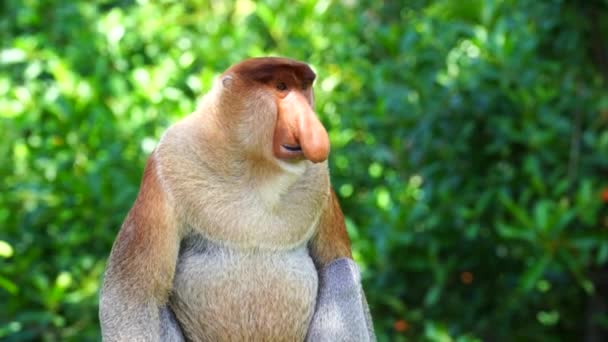 Wild Proboscis Monkey Nasalis Larvatus Rainforest Island Borneo Malaysia Close — Stock Video