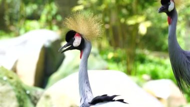 Kafasında sert altın tüyleri olan gri turna ya da Balearica regulorum portresi