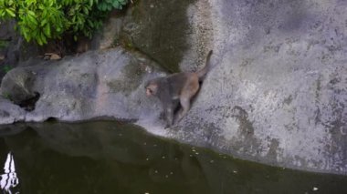 Wild monkey family on rock with pond near city Da Nang, Vietnam. Wild monkeys in the nature