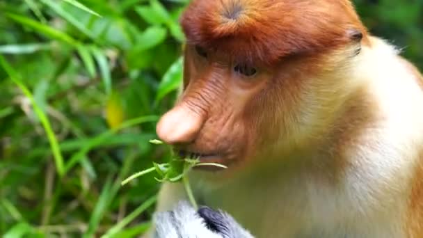Wild Proboscis Monkey Nasalis Larvatus Rainforest Island Borneo Malaysia Close — Stock Video