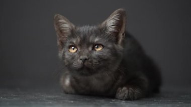 Little black kitten on a black background. Kitten at three month old of life, indoors . Cute funny home pets. Close up domestic animal