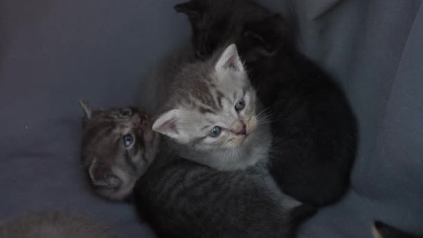 Kleine Neugeborene Kätzchen Warten Auf Die Katze Niedliche Lustige Haustiere — Stockvideo