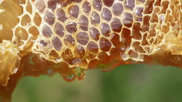 Honey Dripping Honey Comb Nature Background Close Thick Honey Dripping — 비디오