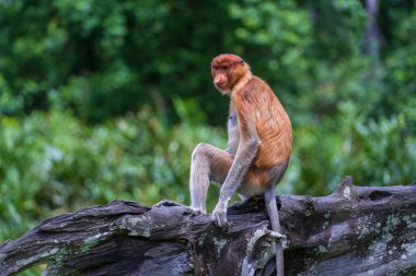Malezya 'nın Borneo adasının yağmur ormanlarındaki vahşi Proboscis maymunu ya da Nasalis larvası ailesi, yaklaşın. Büyük burunlu harika bir maymun..