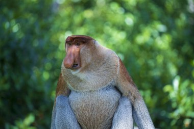 Malezya 'nın Borneo adasının yağmur ormanlarındaki vahşi Proboscis maymunu ya da Nasalis larvası ailesi, yaklaşın. Büyük burunlu harika bir maymun..