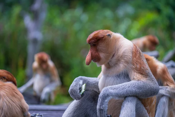 Família Macaco Proboscis Selvagem Larvatus Nasalis Floresta Tropical Ilha Bornéu — Fotografia de Stock