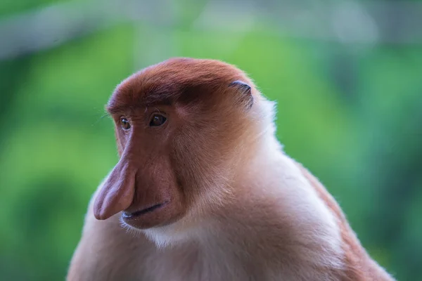 Malezya Nın Borneo Adasının Yağmur Ormanlarındaki Vahşi Proboscis Maymunu Nasalis — Stok fotoğraf