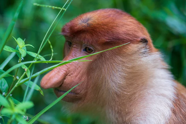 马来西亚婆罗洲热带雨林中的野生Proboscis猴或Nasalis Larvatus的科 大鼻子的神奇猴子 — 图库照片