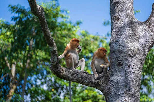 野生の原生動物の猿やナサリ幼虫の家族 ボルネオ島の熱帯雨林で マレーシア クローズアップ 鼻が大きい素晴らしい猿 — ストック写真