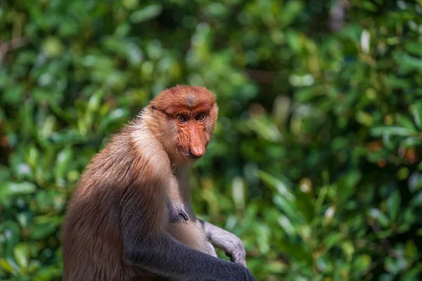 Rodina Divokých Opic Rodu Proboscis Nebo Nasalis Larvatus Deštném Pralese — Stock fotografie