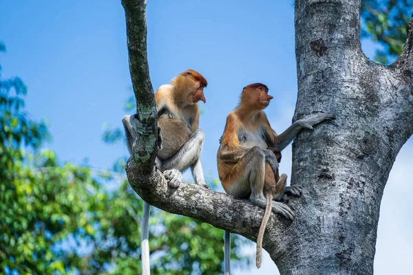 野生の原生動物の猿やナサリ幼虫の家族 ボルネオ島の熱帯雨林で マレーシア クローズアップ 鼻が大きい素晴らしい猿 — ストック写真