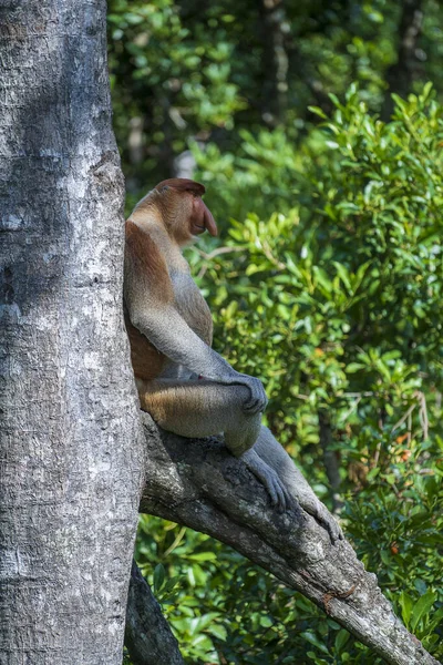 Vadon Élő Proboscis Majom Vagy Nasalis Larvatus Család Borneo Sziget — Stock Fotó