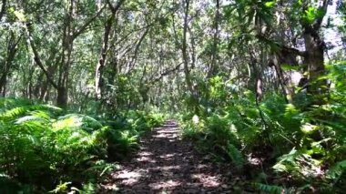Yürüyüş yolu ve vahşi yaşam ile orman açık güneşli bir günde Zanzibar adasında, Tanzanya, Doğu Afrika