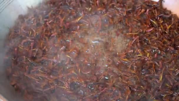 Grasshoppers Worden Gebakken Plantaardige Olie Straat Voedsel Markt Thailand Gebakken — Stockvideo