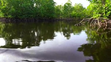 Tanzanya, Doğu Afrika 'daki Zanzibar adasında, deniz kenarındaki Mangrove ağacı. Doğa ve çevre kavramı