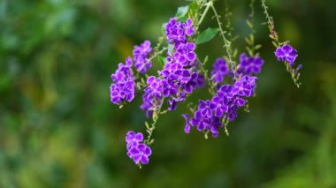 Mavi Buddleia 'ya yakın, kelebek çalısı, Singapur botanik parkında çiçekler