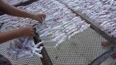 Taylandlı kadın, Tayland 'ın Koh Phangan adasında kurutmak için taze mürekkep balığı koyuyor.