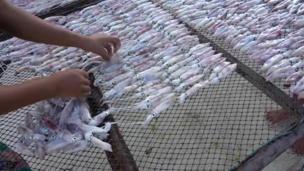 Thai Woman Puts Fresh Squid Drying Sun Island Koh Phangan — Stock Video