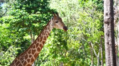 Doğadaki bir zürafanın portresini yakından çek. Vahşi Afrika hayvanları.
