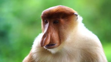 Borneo, Malezya 'nın yağmur ormanlarındaki vahşi hortumlu maymun ya da Nasalis larvası, yaklaşın.