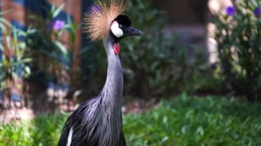 Kafasında sert altın tüyleri olan gri turna ya da Balearica regulorum portresi