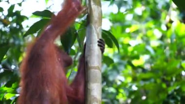 Borneo, Malezya 'nın yağmur ormanlarında nesli tükenmekte olan vahşi bir orangutan yaklaşıyor. Doğada Orangutan maymunu