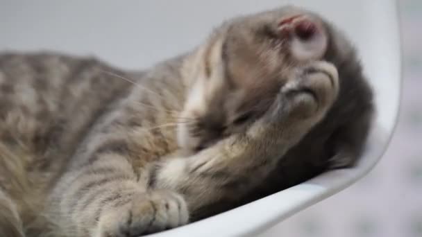 Piękny Szary Tabby Kot Lizanie Jego Łapa Oczyścić Się Zbliżenie — Wideo stockowe