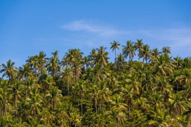 Yeşil hindistan cevizi palmiye ağaçlarının silueti. Tayland 'daki Koh Phangan Adası' nın arka planında ve mavi gökyüzünde.