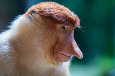 Malezya 'nın Borneo adasının yağmur ormanlarındaki vahşi Proboscis maymunu ya da Nasalis larvası ailesi, yaklaşın. Büyük burunlu harika bir maymun..