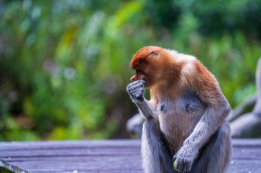 Malezya 'nın Borneo adasının yağmur ormanlarındaki vahşi Proboscis maymunu ya da Nasalis larvası ailesi, yaklaşın. Büyük burunlu harika bir maymun..