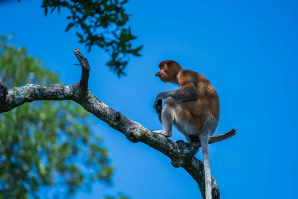 Familia Monos Probóscis Silvestres Larvas Nasalis Selva Tropical Isla Borneo — Foto de Stock