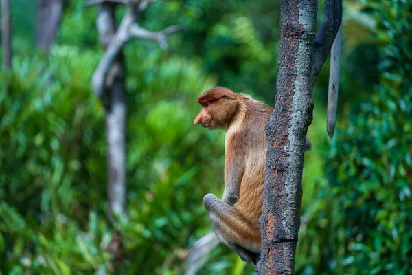 Família Macaco Proboscis Selvagem Larvatus Nasalis Floresta Tropical Ilha Bornéu — Fotografia de Stock