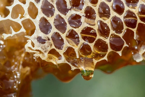 Honey Dripping Honey Comb Nature Background Close Thick Honey Dripping — ストック写真